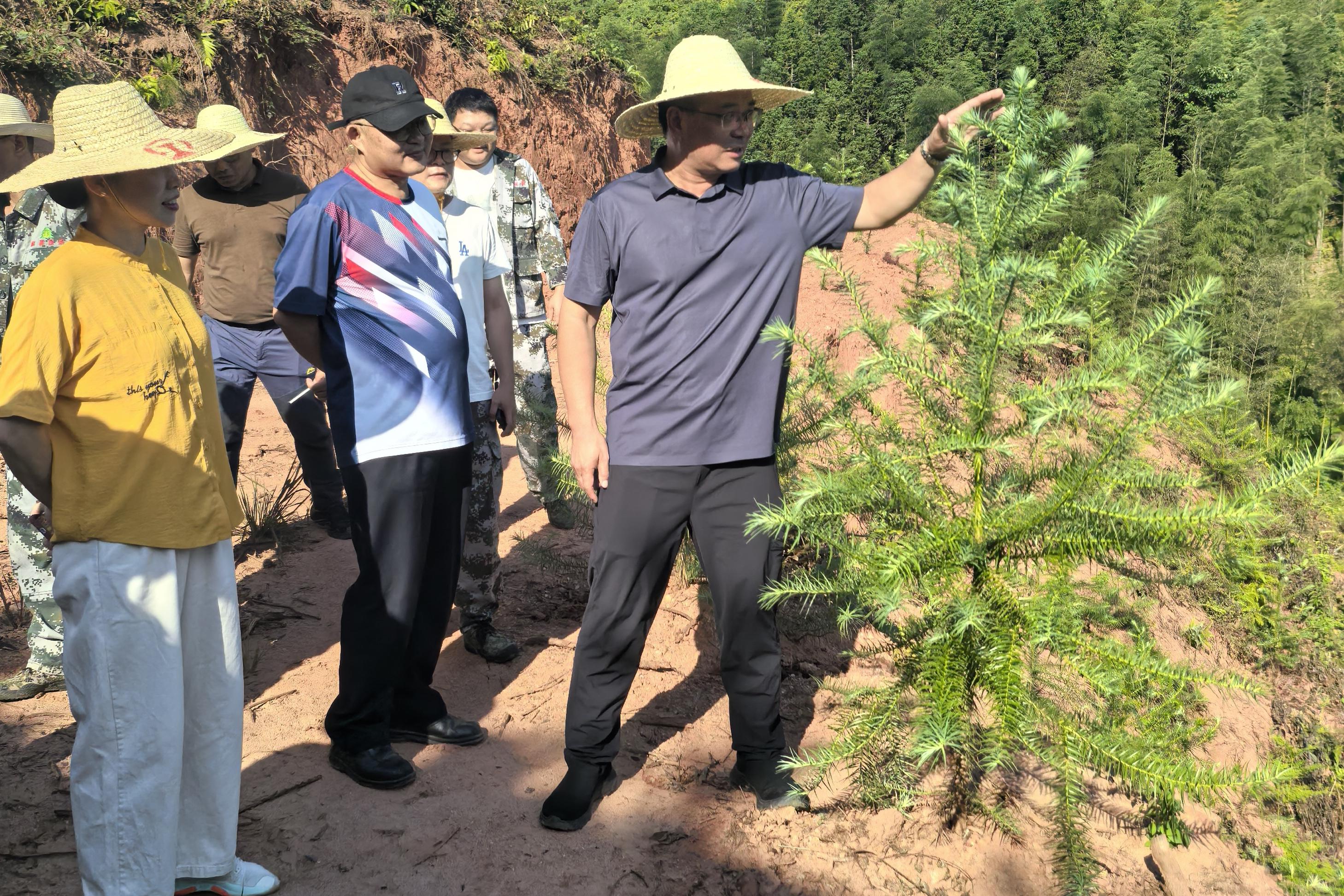 福建省林科院副院长郑仁华一行莅临福建9159金莎游艺场 指导森林资源培育工作