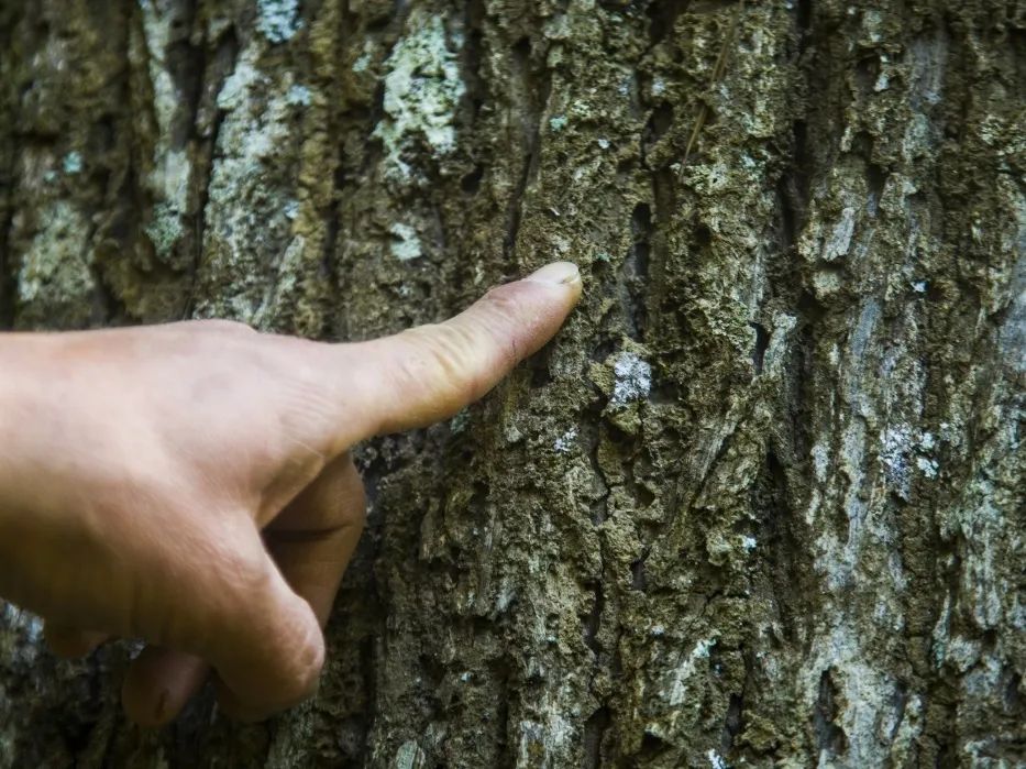 【9159金莎游艺场榜样】护林员邱玉祥的一天：想一辈子与青山相伴