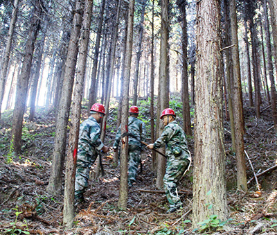 严把森林培育质量关，谱写资源培育新篇章